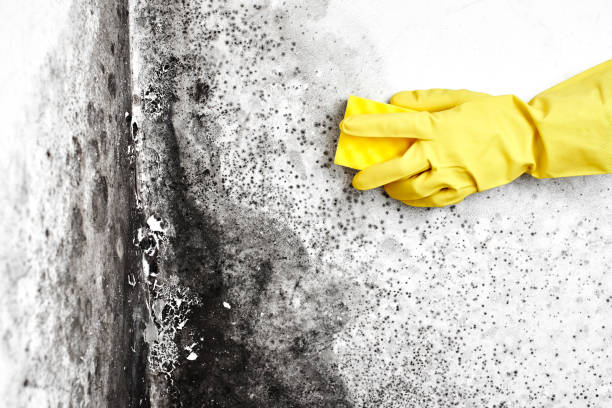 Best Basement Mold Remediation in Ocean Springs, MS