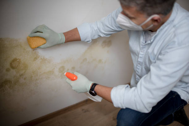 Professional Mold Remediation in Ocean Springs, MS