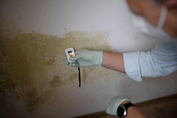 Best HVAC Mold Remediation in Ocean Springs, MS