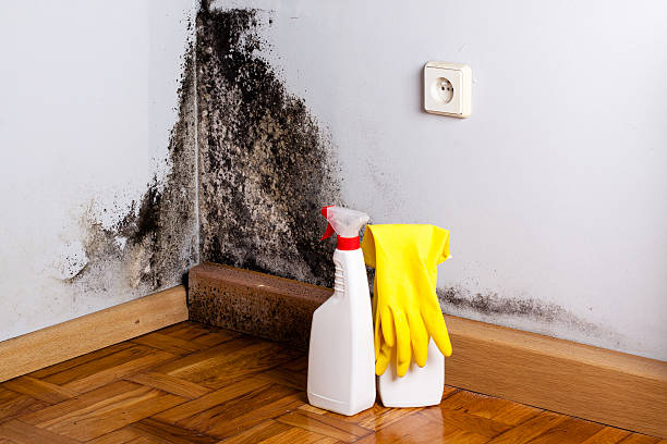 Best Post-Flood Mold Remediation in Ocean Springs, MS