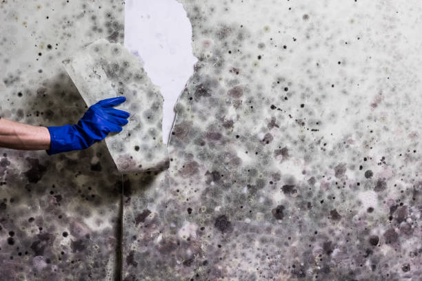 Best Mold Remediation for Schools in Ocean Springs, MS
