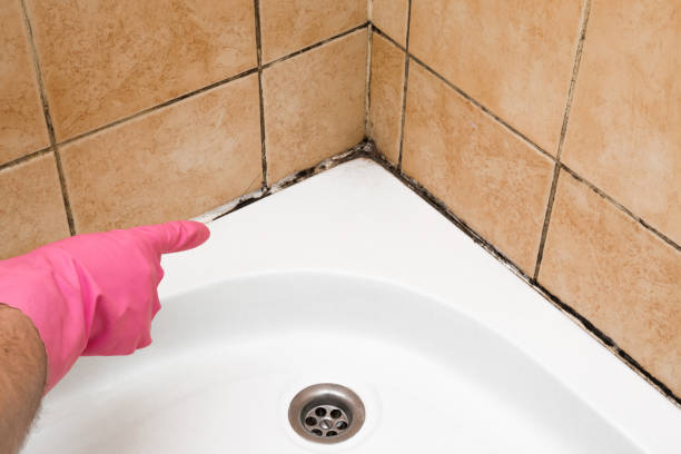 Best Emergency Mold Remediation in Ocean Springs, MS